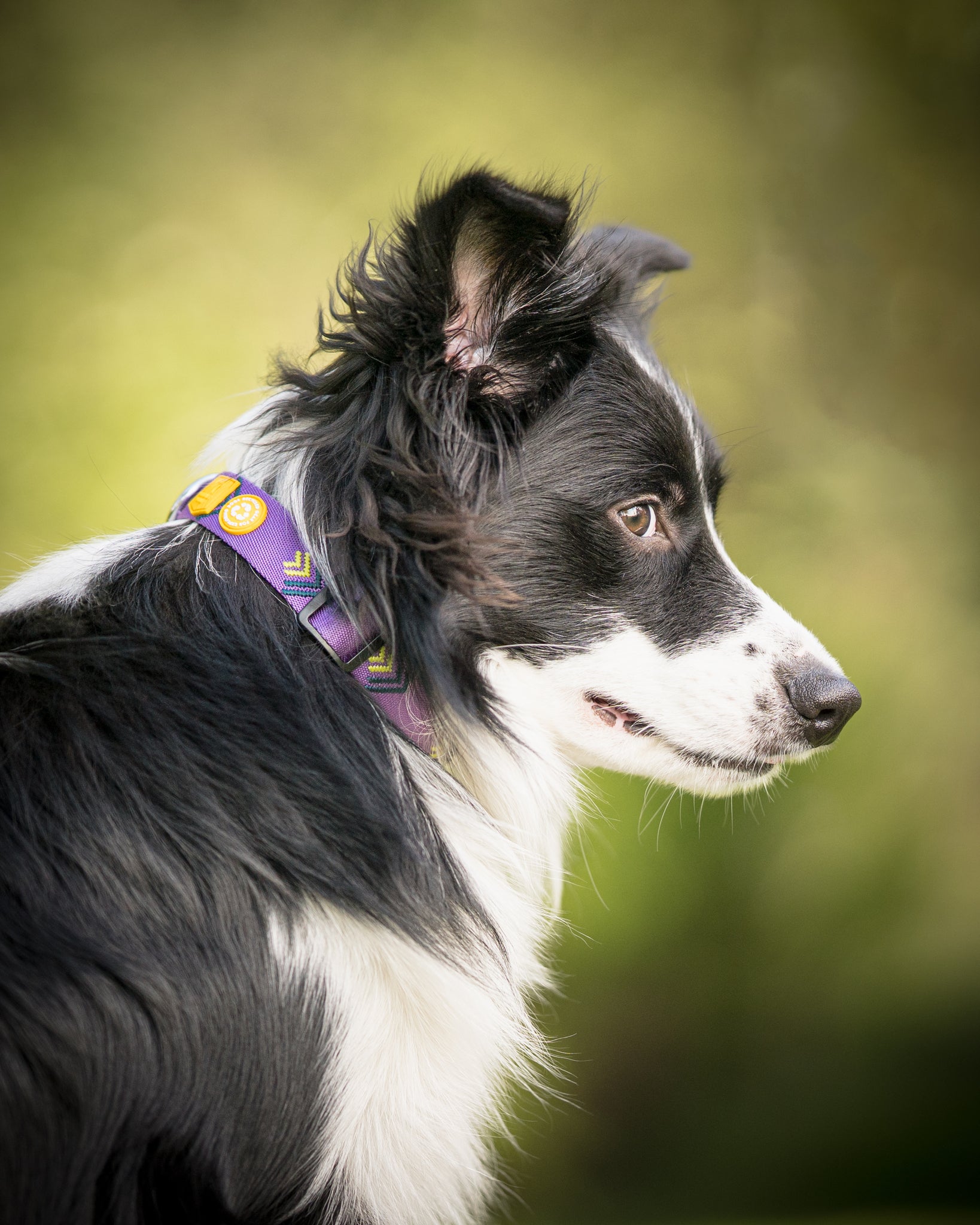 Northern Lights Dog Collar