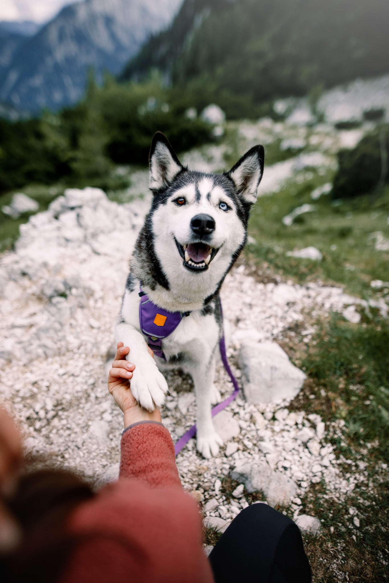 Northern Lights Dog Harness