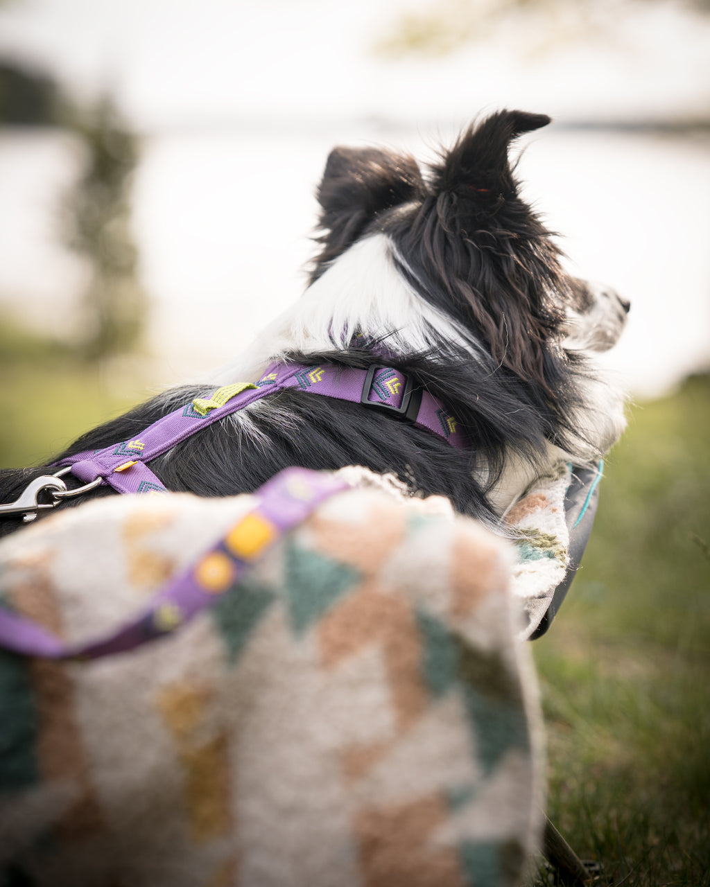 Northern Lights Dog Leash