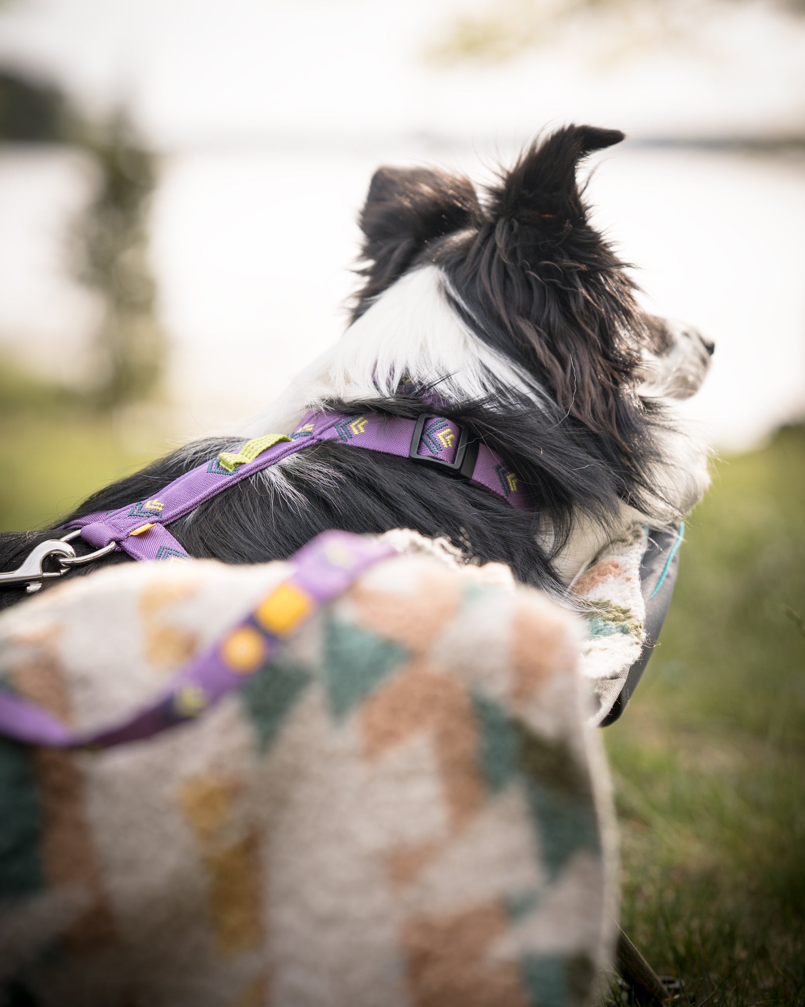 Northern Lights Dog Leash