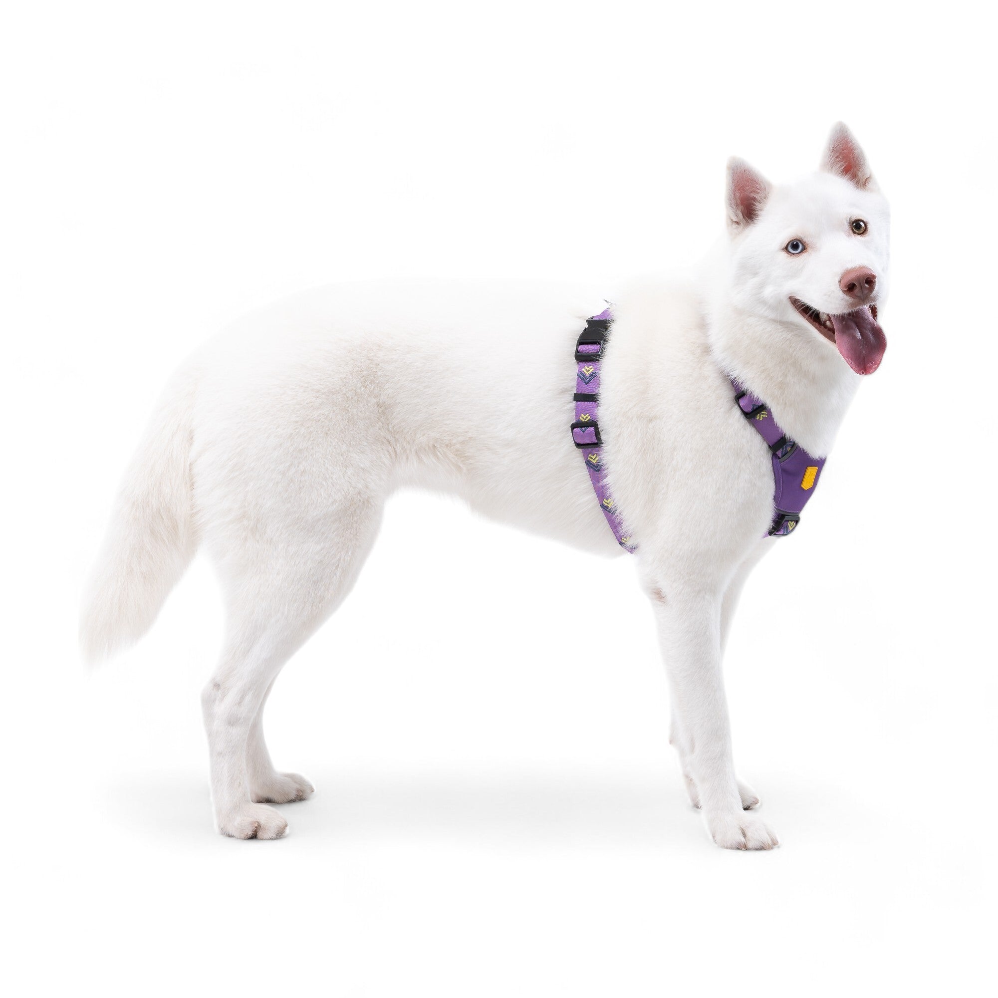 Northern Lights Dog Harness