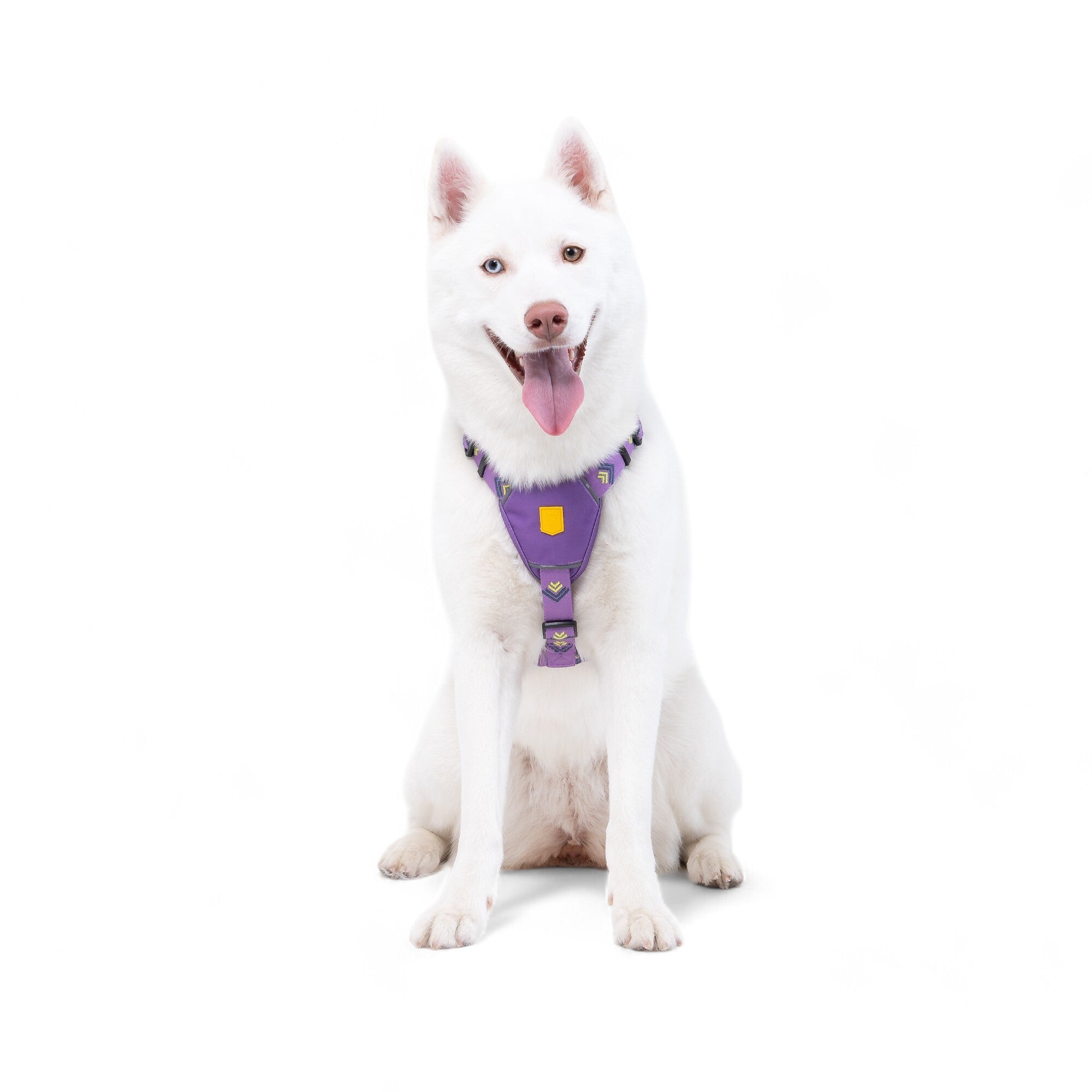 Northern Lights Dog Harness
