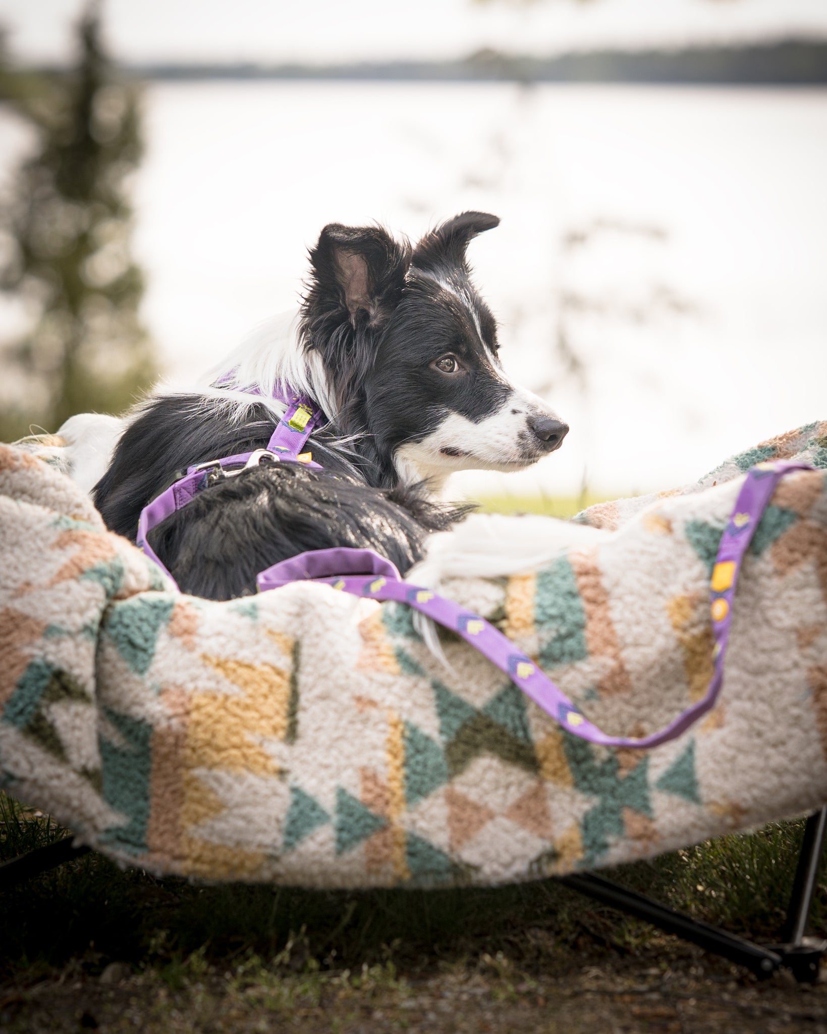 Northern Lights Dog Leash