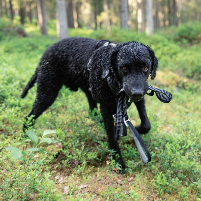 Roam adjustable leash