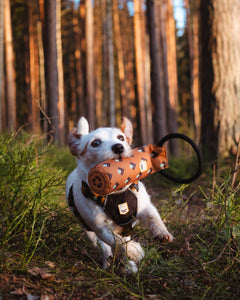 Floaty Fetch Toy