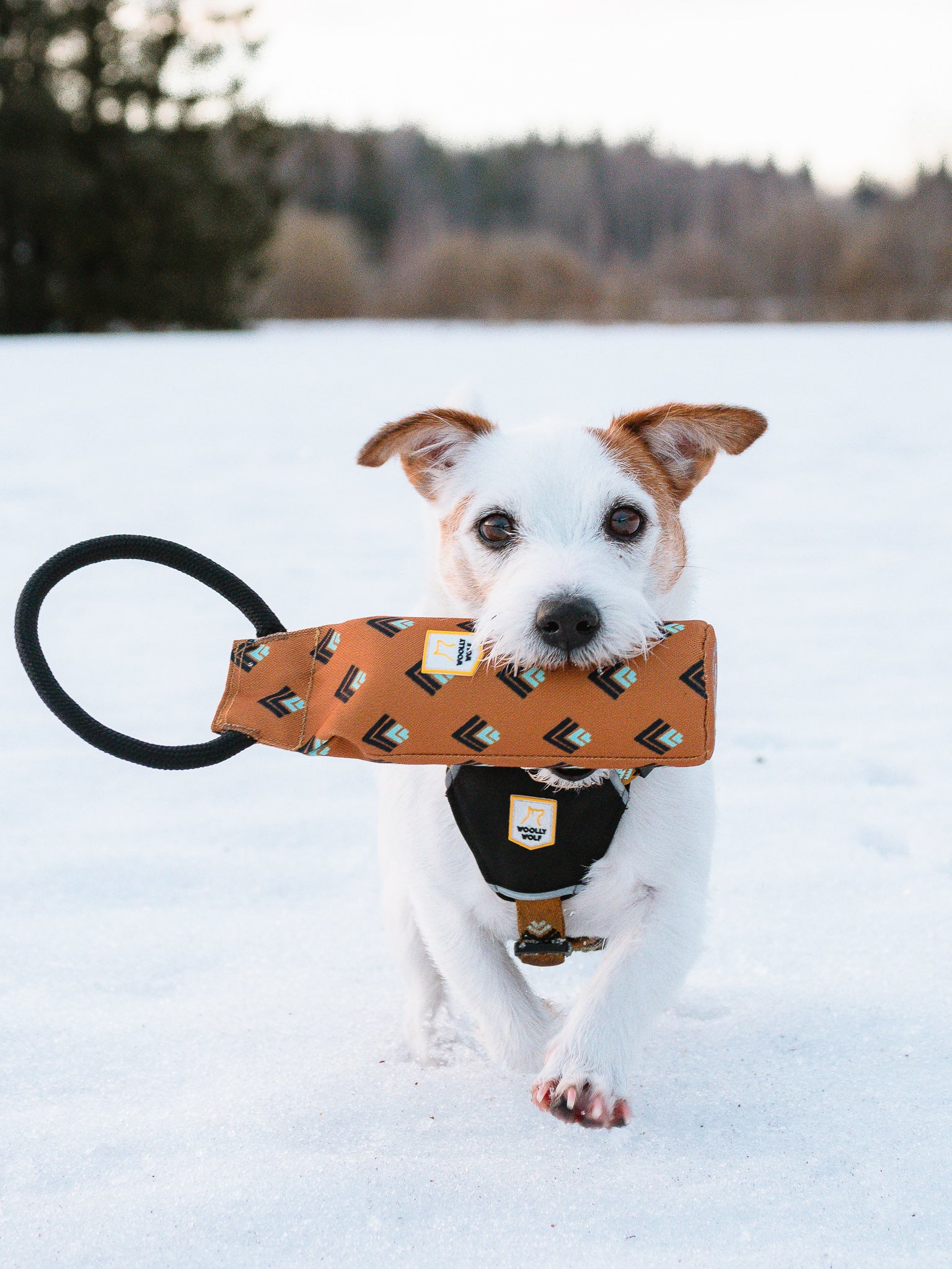 Floaty Fetch Toy