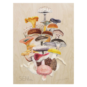 Sakke Yrjölä - The best mushrooms from Finland