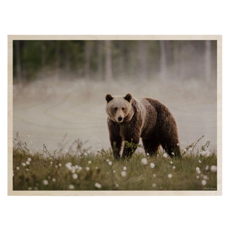 Krista Ylinen - Brown bear